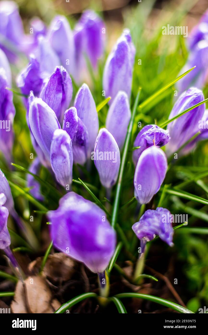 Croci violacei dopo mattina gelata ricoperti di gocce d'acqua Foto Stock