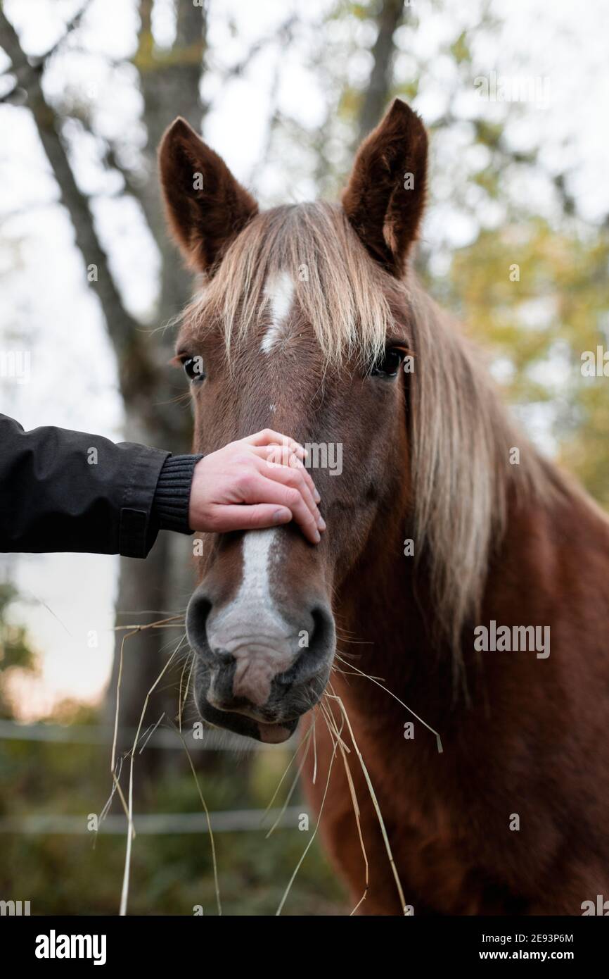 Mano che tocca la testa dei cavalli Foto Stock