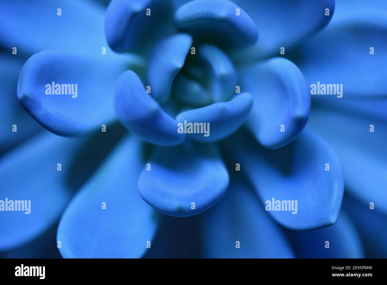 Pianta succulenta fresca di colore blu close up macro Foto Stock