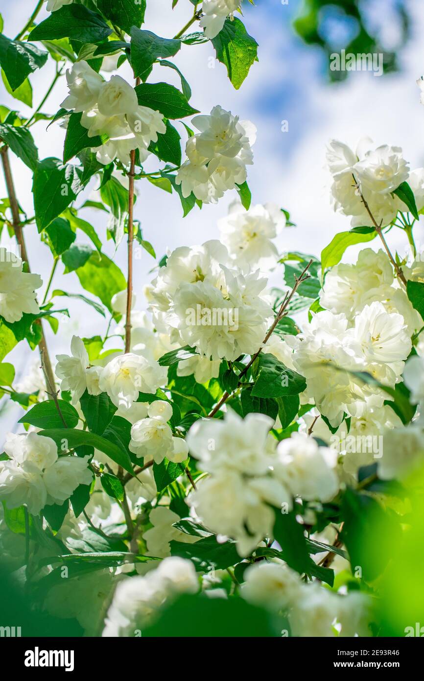Fiori di Apple in primavera in un giardino Foto Stock