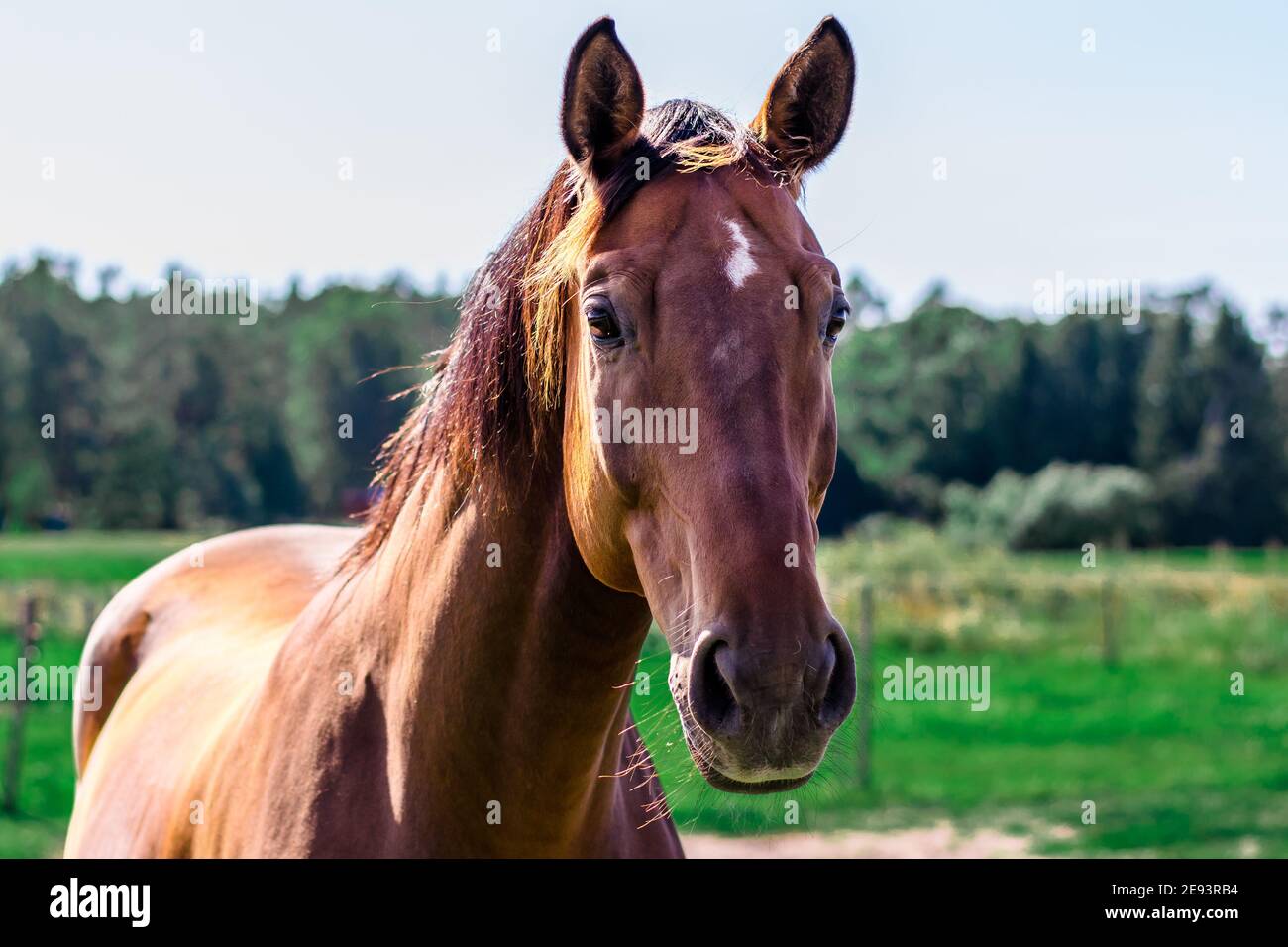 Cavallo in campagna che guarda adorabile Foto Stock