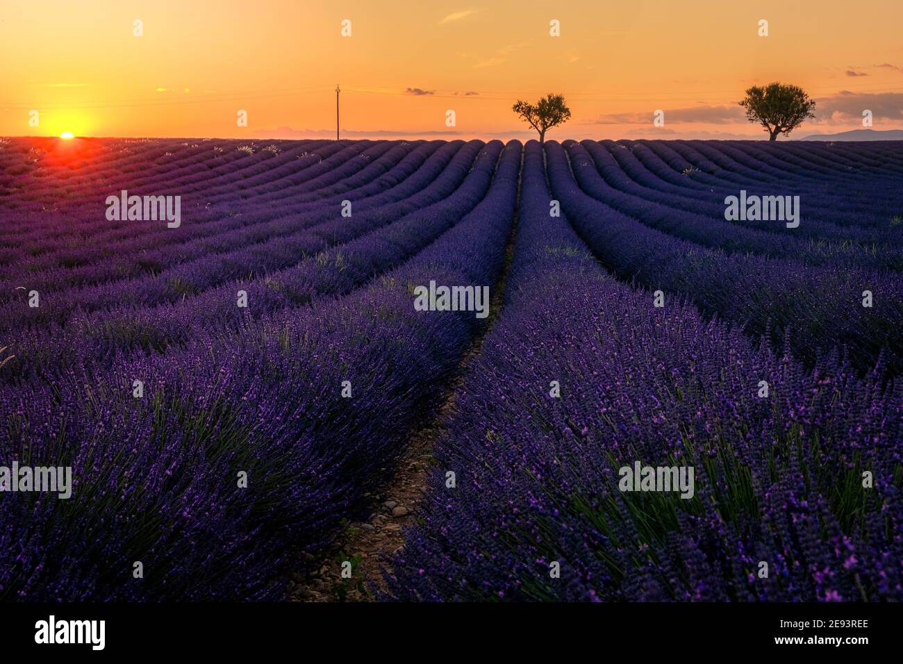 Provenza, campo di lavanda al tramonto, Valensole Plateau Provenza Francia fiorire campi di lavanda. Europa Foto Stock