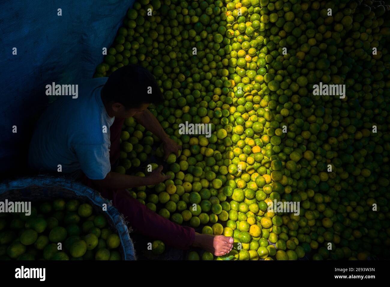 Un lavoratore colombiano carica arance verdi (per la spremitura) in cestini all'interno di un camion parcheggiato in un mercato della frutta a Barranquilla, Colombia. Foto Stock
