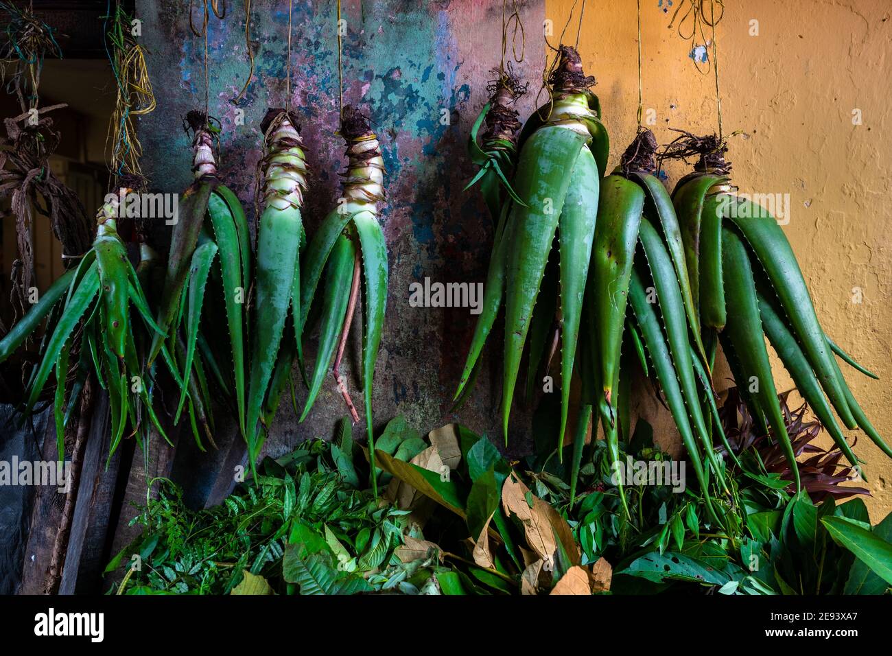 Tutte le piante di Aloe vera sono viste appese in una bancarella in un mercato di strada lungo il fiume Atrato a Quibdó, Chocó, la regione pacifica della Colombia. Foto Stock