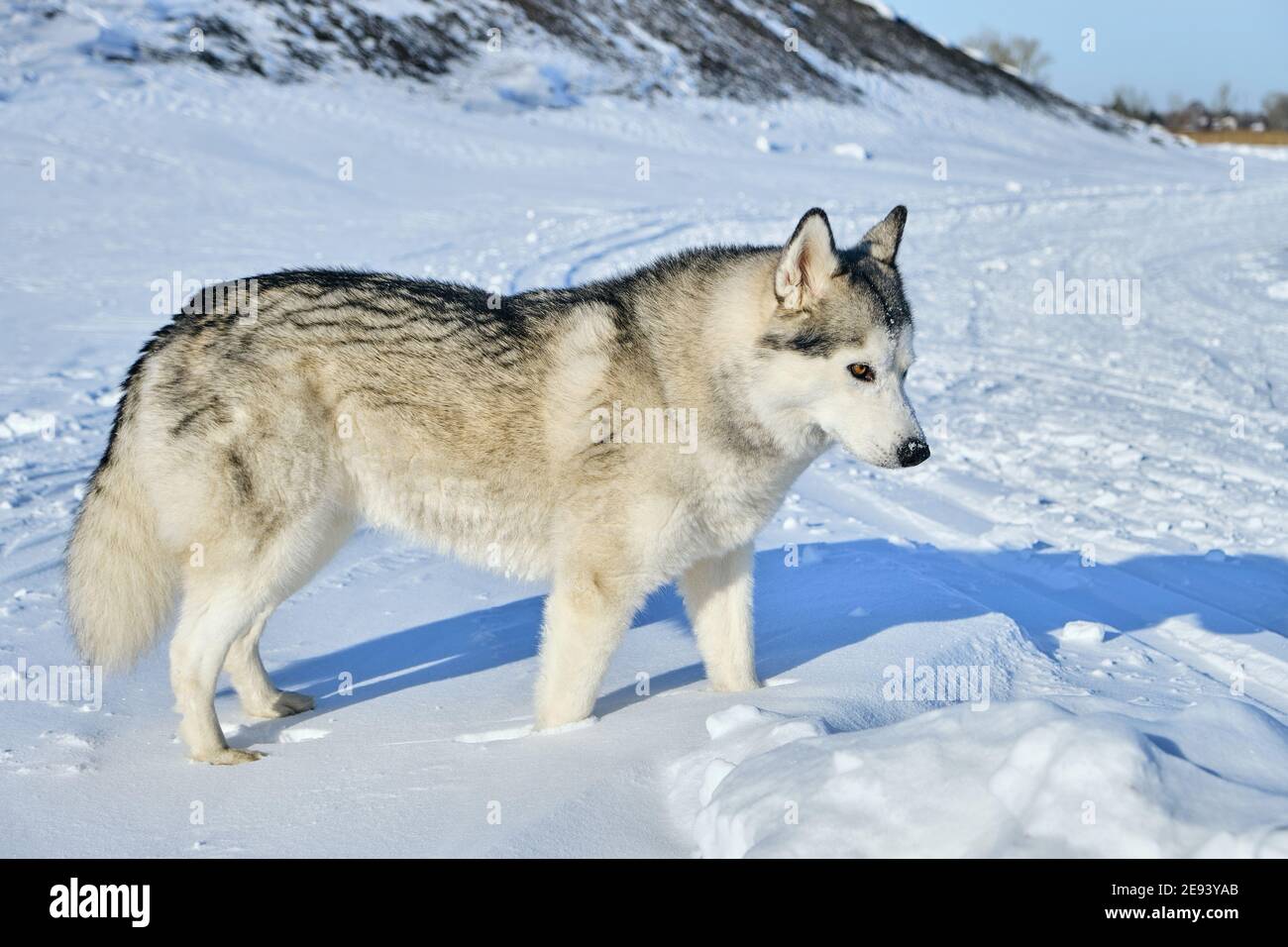 Husky siberiano nella neve in una giornata luminosa e soleggiata. Foto Stock