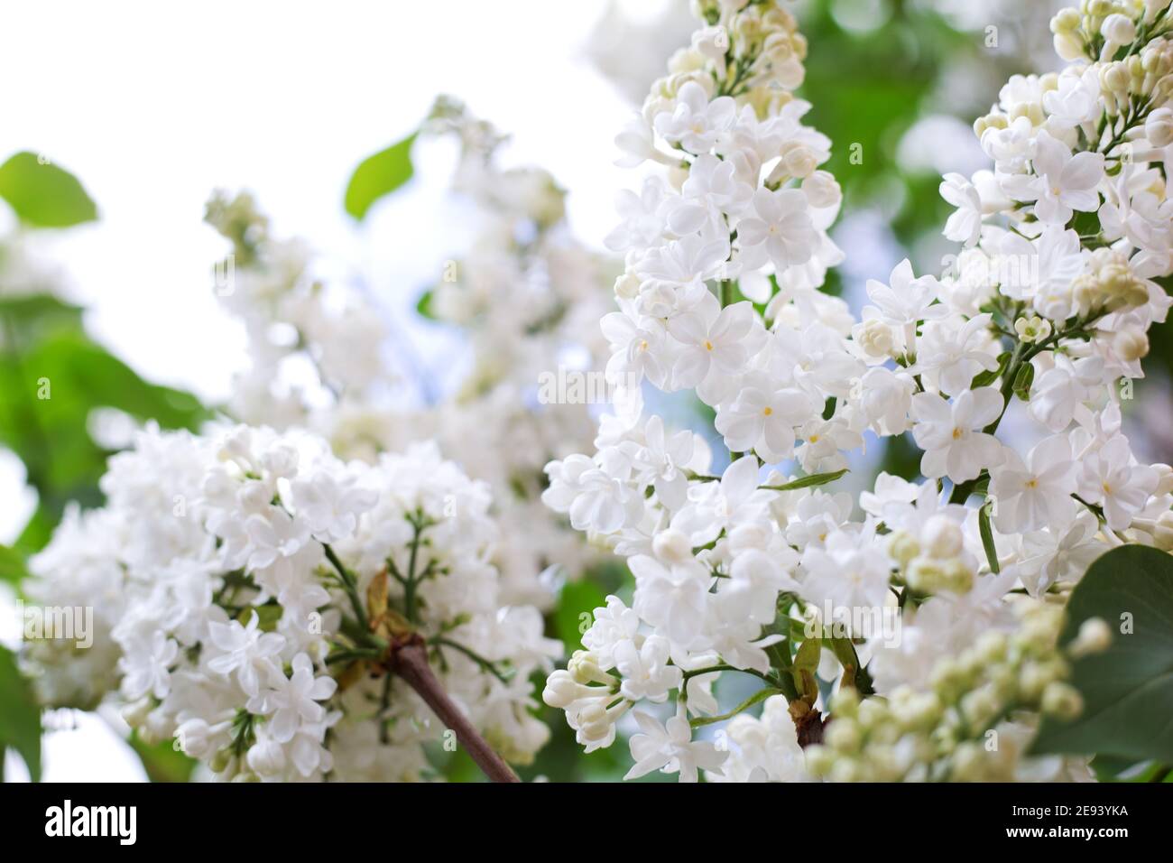Fiori fioriti primaverili di lilla bianca su cespugli di lilla. Naturale bianco fiore sfondo esterno. Foto Stock
