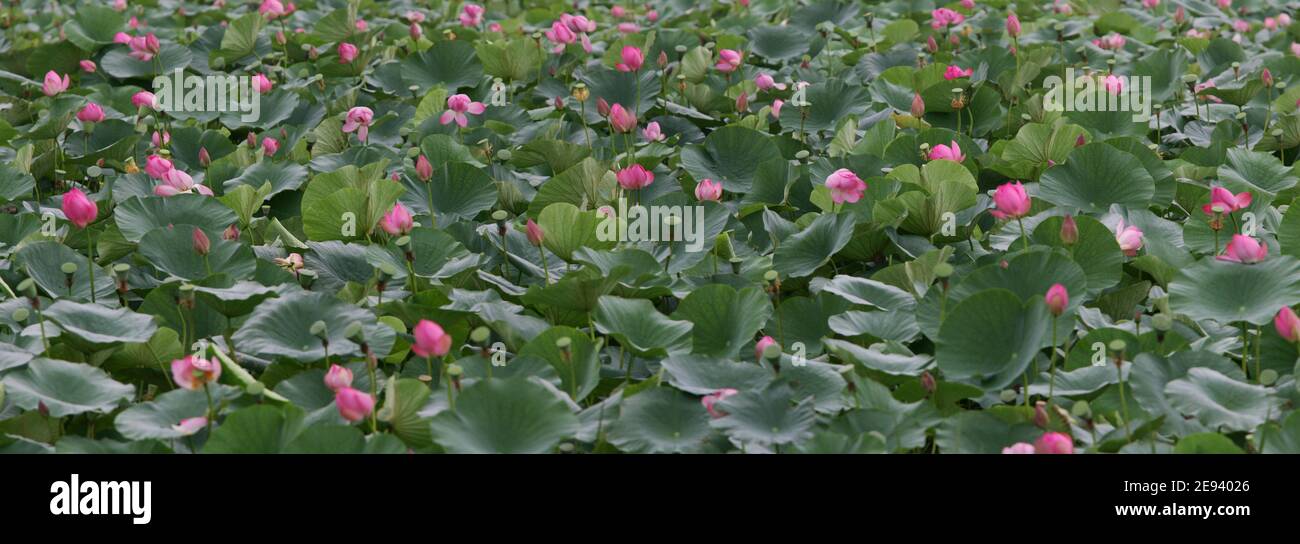 Lotus Foto Stock