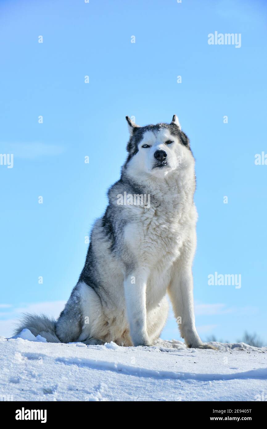 Il cane Siberiano Husky siede su una collina nella neve contro il cielo blu. Foto Stock