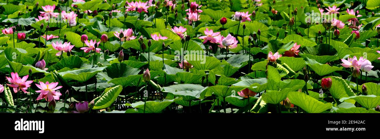 Lotus Foto Stock