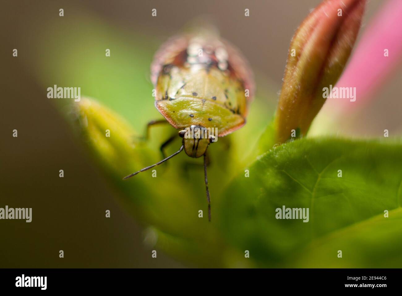 Viidula Nezara divertente e sorridente verde sul fuoco selettivo dei fiori Foto Stock