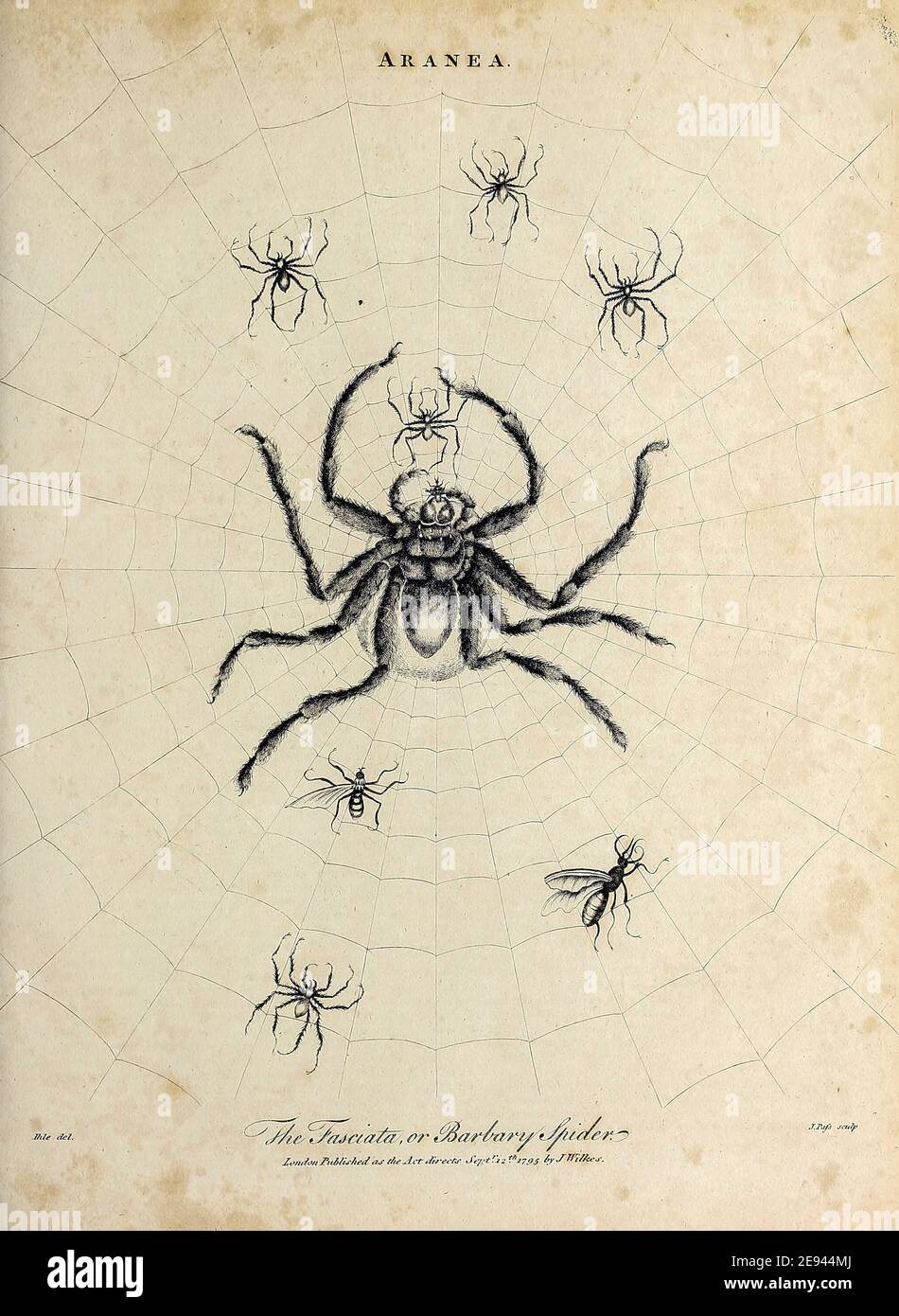 Vari ragni (Aranea) incisione su copperplate dell'Encyclopedia Londinensis OR, dizionario universale di arti, scienze e letteratura; Volume II; a cura di Wilkes, John. Pubblicato a Londra nel 1810 Foto Stock