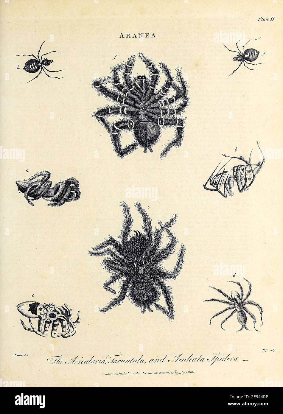 Vari ragni (Aranea) incisione su copperplate dell'Encyclopedia Londinensis OR, dizionario universale di arti, scienze e letteratura; Volume II; a cura di Wilkes, John. Pubblicato a Londra nel 1810 Foto Stock