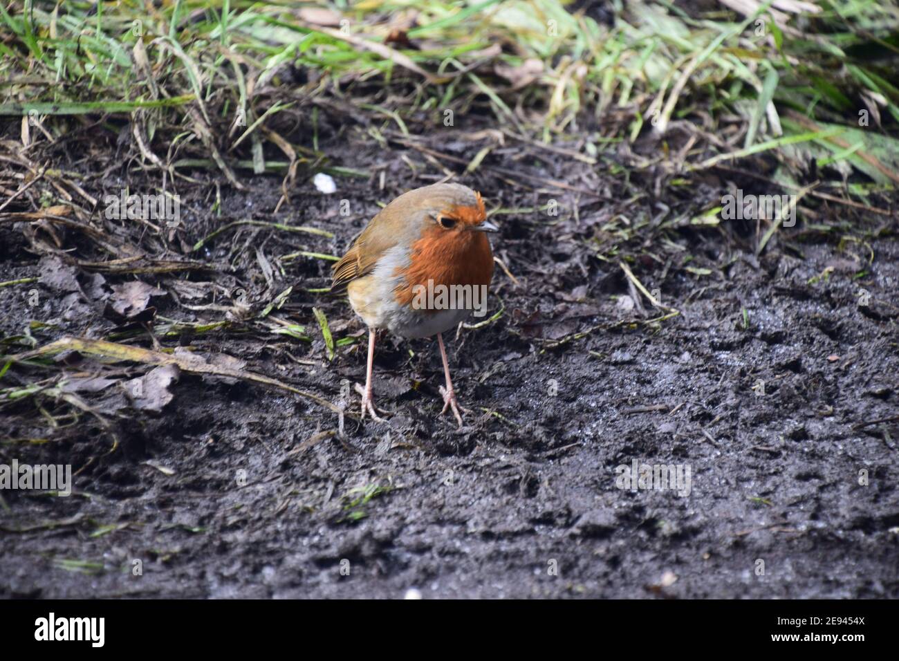 Robin rosso (Erithacus rubecula) alla ricerca di cibo Foto Stock
