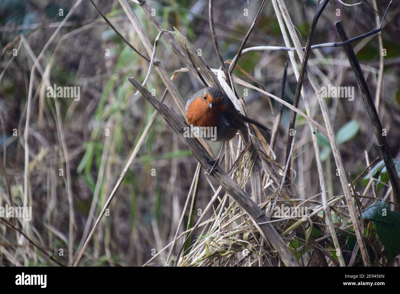 Robin rosso (Erithacus rubecula) alla ricerca di cibo Foto Stock