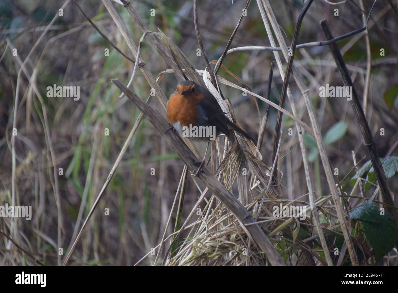 Robin rosso (Erithacus rubecula) alla ricerca di cibo Foto Stock