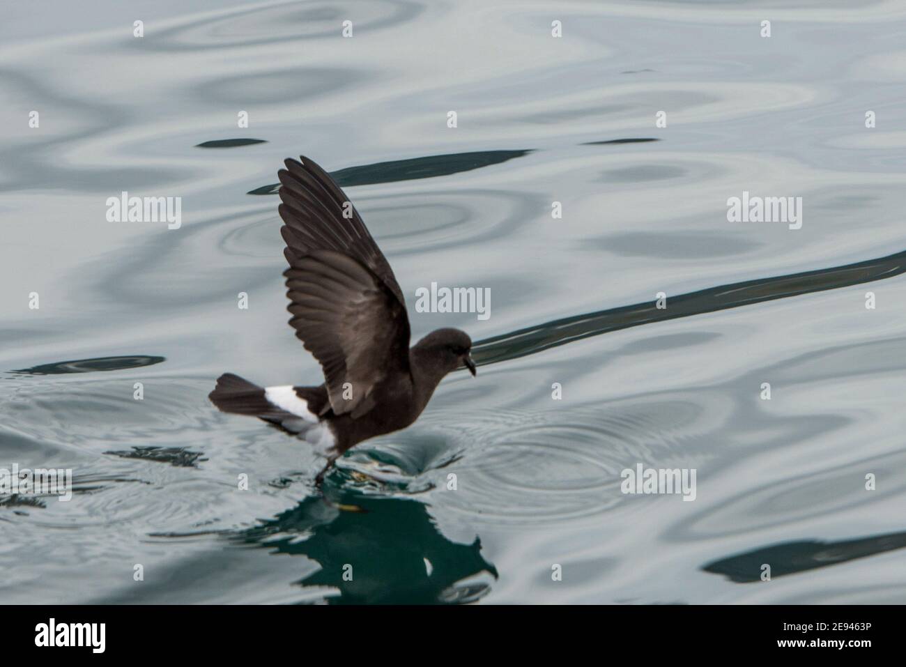 Wilsons Storm Petrel, Oceanites Oceanicus, Ocean Harbour, Georgia del Sud Antartide Foto Stock