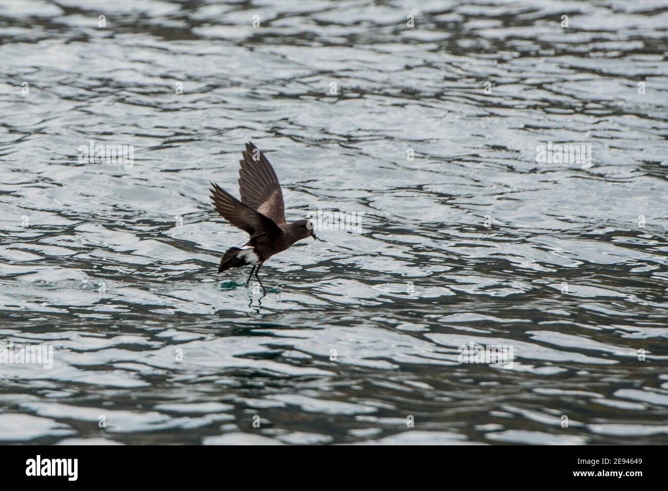 Wilsons Storm Petrel, Oceanites Oceanicus, Ocean Harbour, Georgia del Sud Antartide Foto Stock