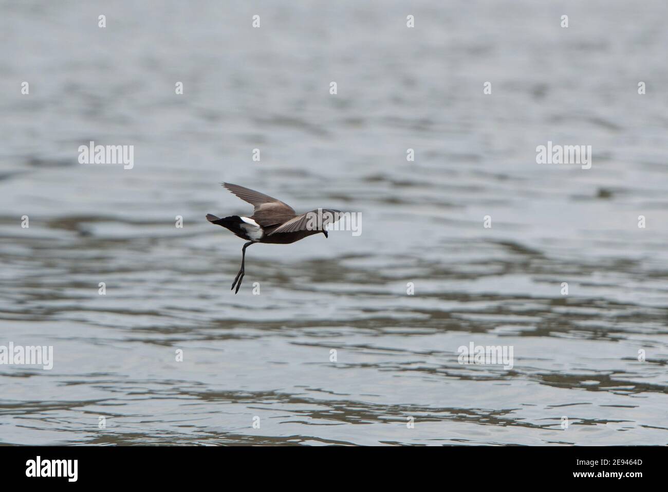 Wilsons Storm Petrel, Oceanites Oceanicus, Ocean Harbour, Georgia del Sud Antartide Foto Stock