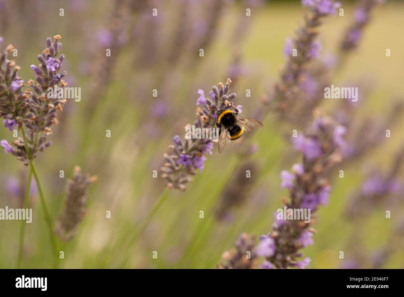 Primo piano di bumblebee con coda di baffo che si nutrono sulla pianta di lavanda nel Estate in Francia Foto Stock