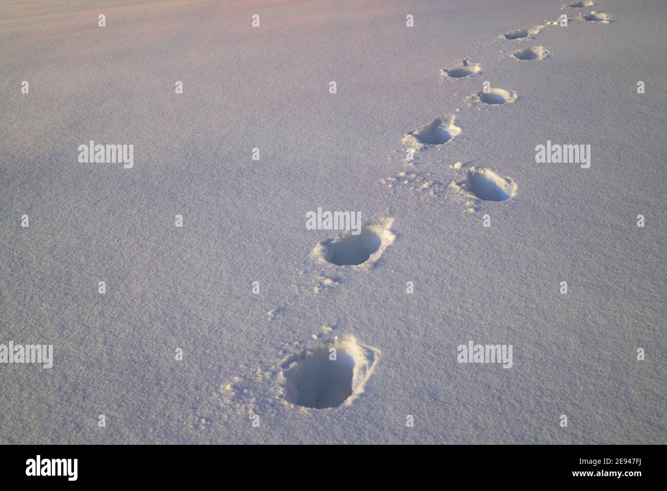 Fresche impronte di neve. Segni di scarpe sulla polvere in inverno. Direzione a piedi. Foto Stock