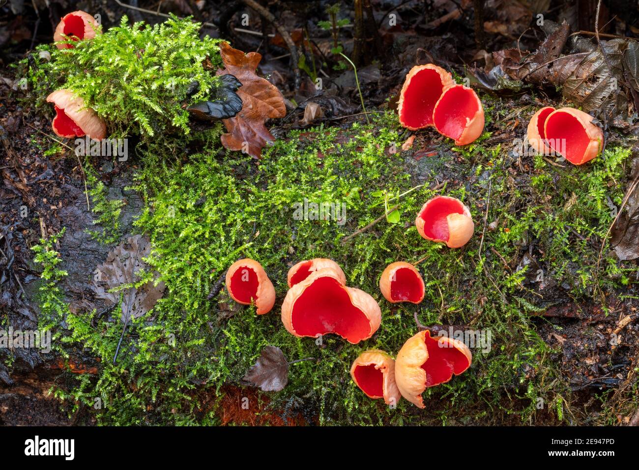 Funghi scarlatto della tazza dell'elfo (Sarcoscopypha austriaca) su un palo di ceppo in inverno, Regno Unito. Coppette scarlatto. Foto Stock
