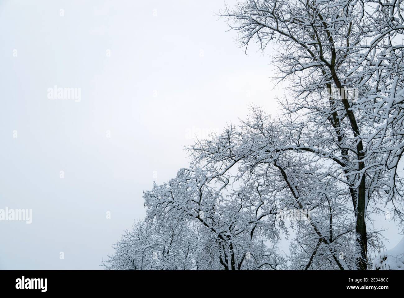 Rami di albero coperti di neve e cielo. Sfondo invernale con spazio per la copia del testo. Foto Stock