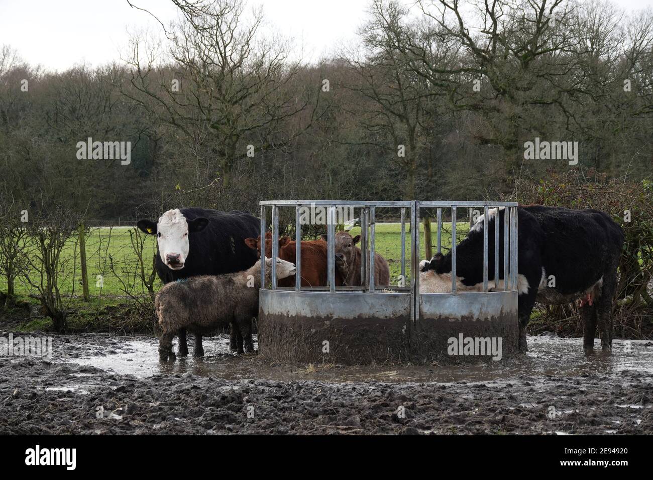 Bestiame che si nutrono con i loro polpacci in un campo molto fangoso in inverno Foto Stock