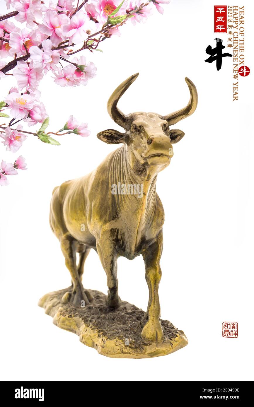 Tradizione cinese Golden statue ox, 2021 è l'anno del bue, cinese caratteri traduzione: 'Ox'.Rightside cinese formulazione e sigillo media: Cinese calenda Foto Stock