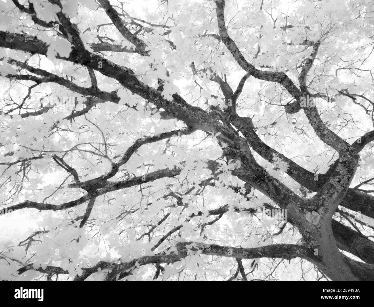 Un'immagine infrarossa del fogliame su un albero di quercia in estate. Foto Stock