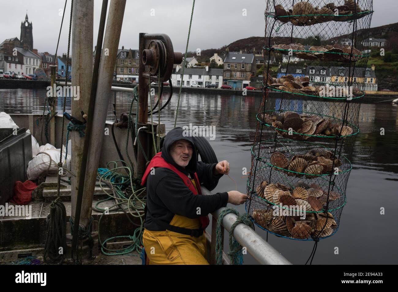 Personale di Loch Fyne Seafarms, pesca di capesante, aragoste e lagostine, per la spedizione a clienti nel Regno Unito, in Europa e in Asia, a Tarbert, Argyllshire, Scozia, Regno Unito, 11 dicembre 2020. Il proprietario Jamie McMillan teme che la Brexit possa causare indicibili difficoltà e complicazioni per le sue attività di esportazione di prodotti vivi. Foto Stock