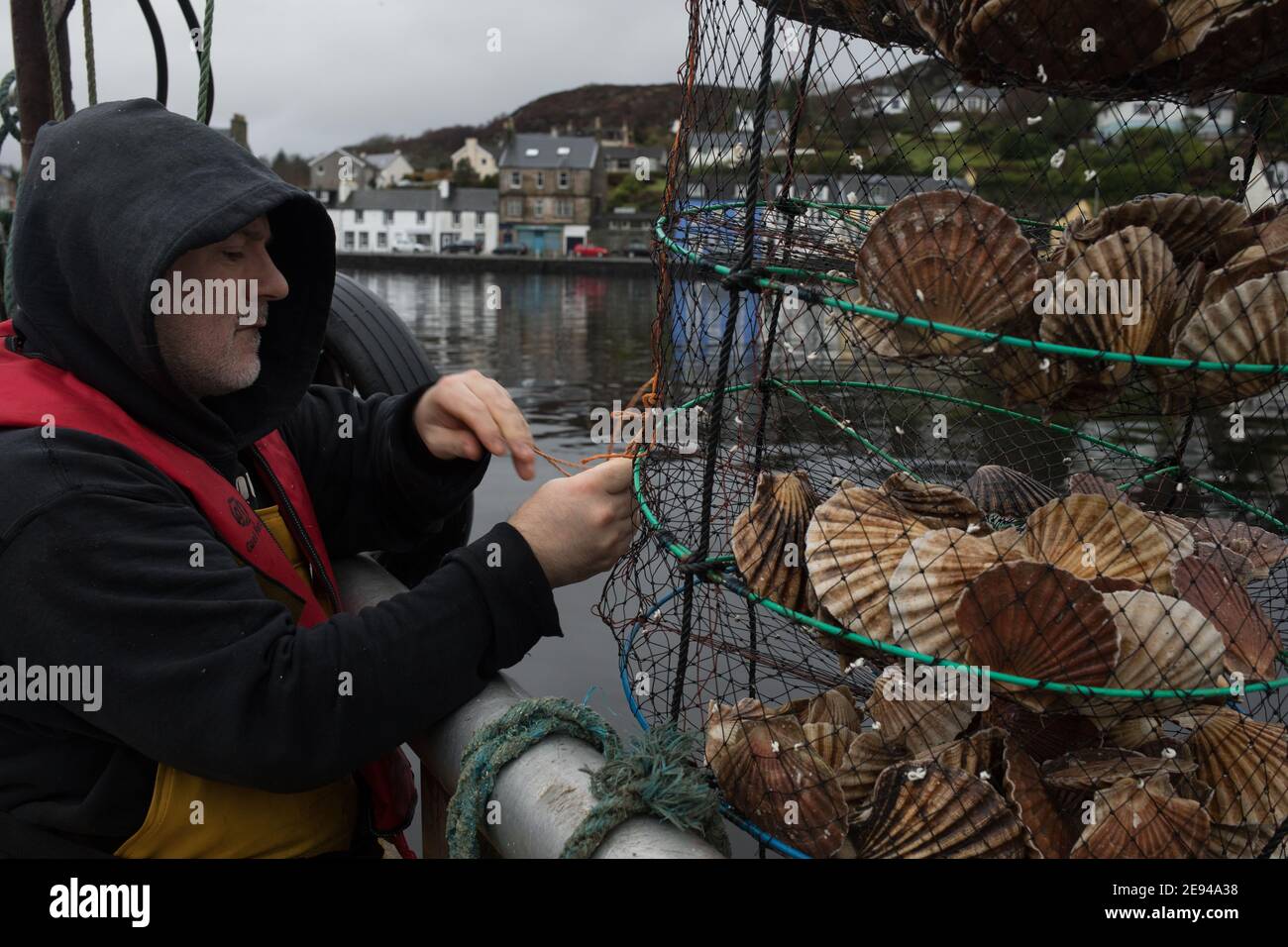 Personale di Loch Fyne Seafarms, pesca di capesante, aragoste e lagostine, per la spedizione a clienti nel Regno Unito, in Europa e in Asia, a Tarbert, Argyllshire, Scozia, Regno Unito, 11 dicembre 2020. Il proprietario Jamie McMillan teme che la Brexit possa causare indicibili difficoltà e complicazioni per le sue attività di esportazione di prodotti vivi. Foto Stock