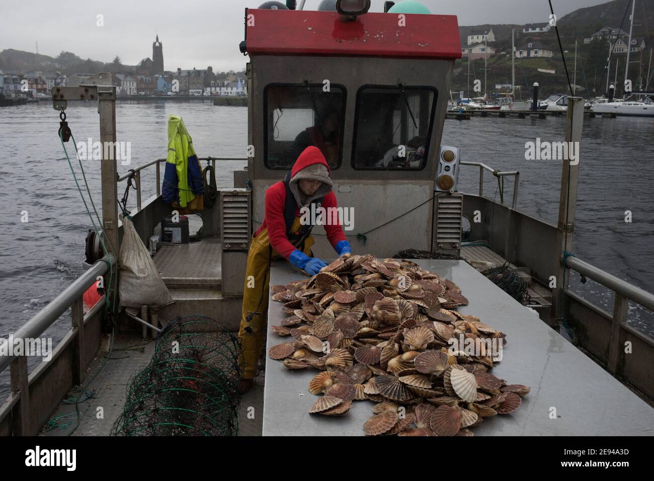 Personale di Loch Fyne Seafarms, pesca di capesante, aragoste e lagostine, per la spedizione a clienti nel Regno Unito, in Europa e in Asia, a Tarbert, Argyllshire, Scozia, Regno Unito, 11 dicembre 2020. Il proprietario Jamie McMillan teme che la Brexit possa causare indicibili difficoltà e complicazioni per le sue attività di esportazione di prodotti vivi. Foto Stock