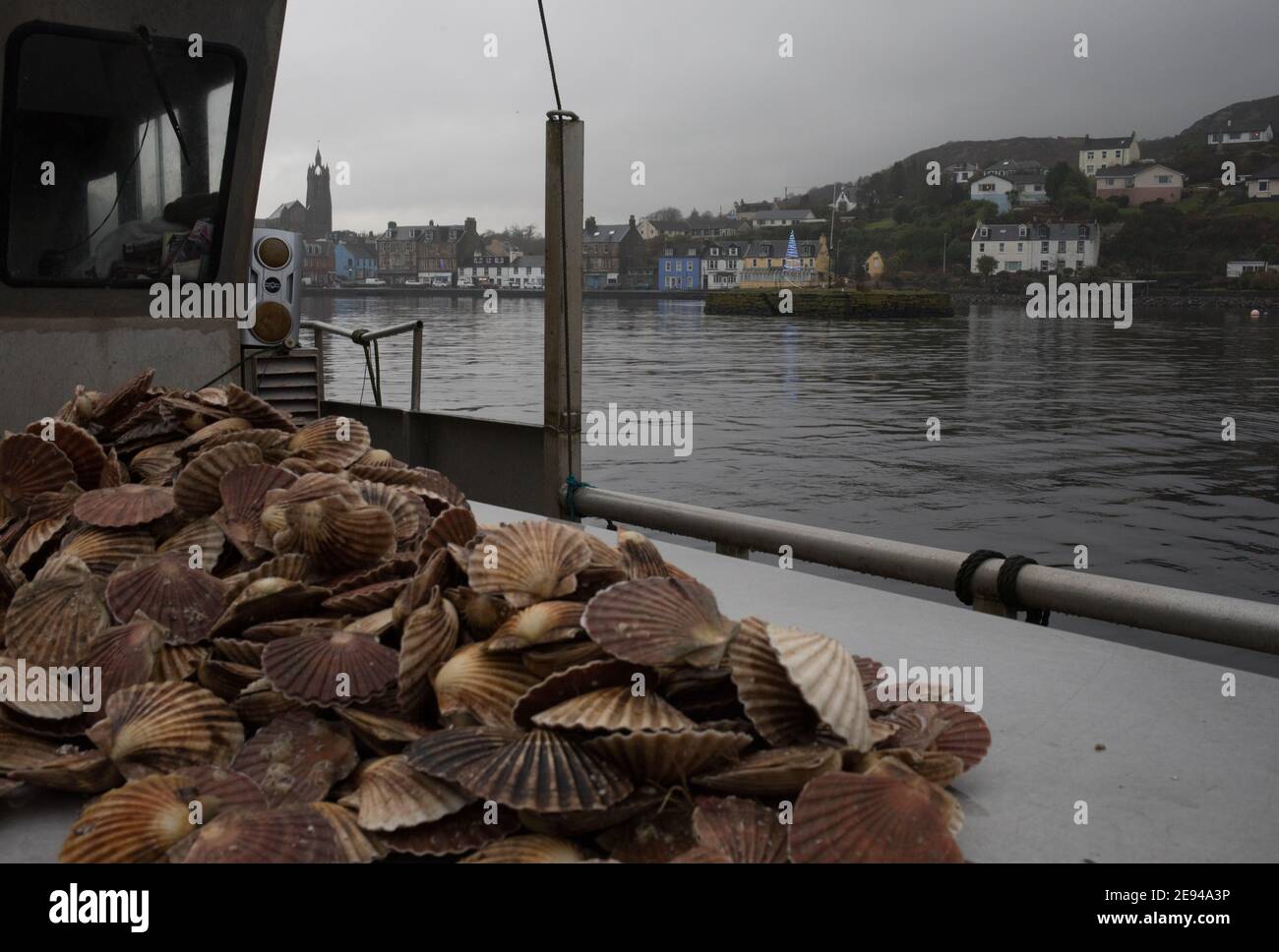 Personale di Loch Fyne Seafarms, pesca di capesante, aragoste e lagostine, per la spedizione a clienti nel Regno Unito, in Europa e in Asia, a Tarbert, Argyllshire, Scozia, Regno Unito, 11 dicembre 2020. Il proprietario Jamie McMillan teme che la Brexit possa causare indicibili difficoltà e complicazioni per le sue attività di esportazione di prodotti vivi. Foto Stock