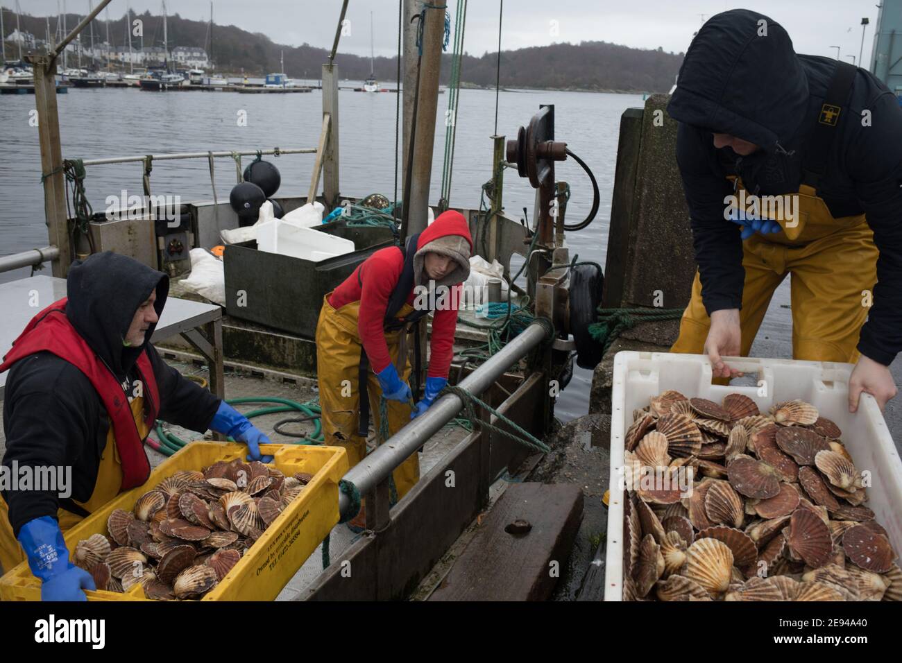 Personale di Loch Fyne Seafarms, pesca di capesante, aragoste e lagostine, per la spedizione a clienti nel Regno Unito, in Europa e in Asia, a Tarbert, Argyllshire, Scozia, Regno Unito, 11 dicembre 2020. Il proprietario Jamie McMillan teme che la Brexit possa causare indicibili difficoltà e complicazioni per le sue attività di esportazione di prodotti vivi. Foto Stock