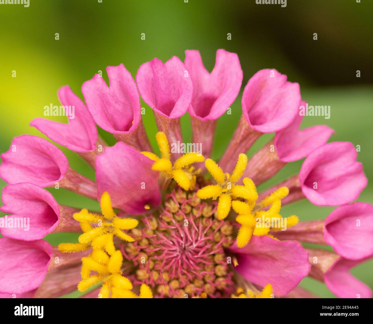 Fuoco selettivo immagine macro di un fiore di zinnia con colori vivaci e sfondo verde sfocato Foto Stock