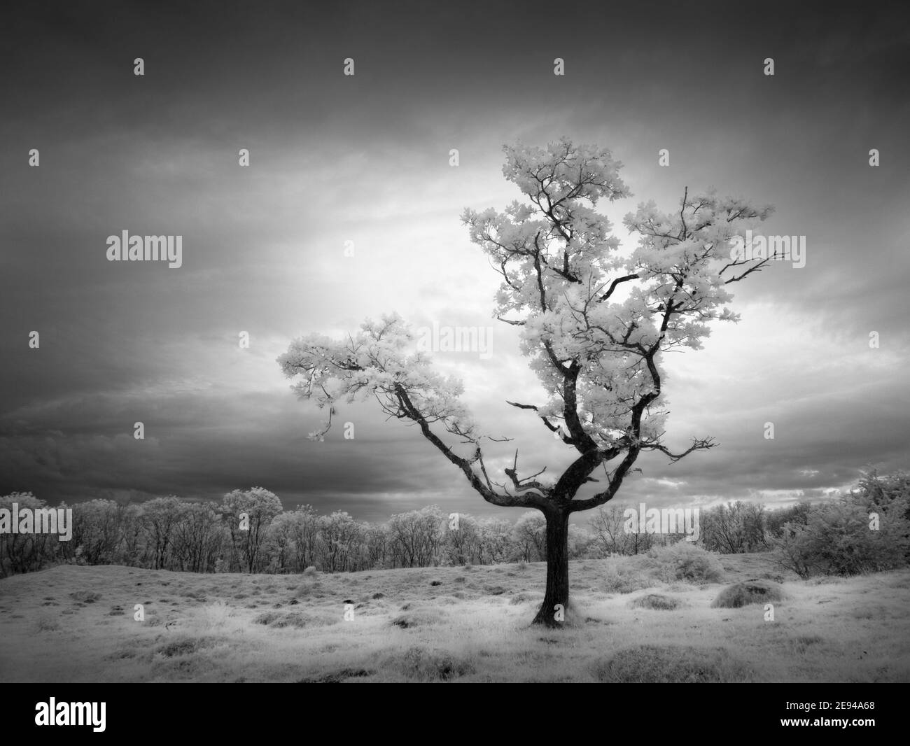 Un piccolo albero di quercia a Dolebury Warren nelle colline Mendip a infrarossi. Foto Stock