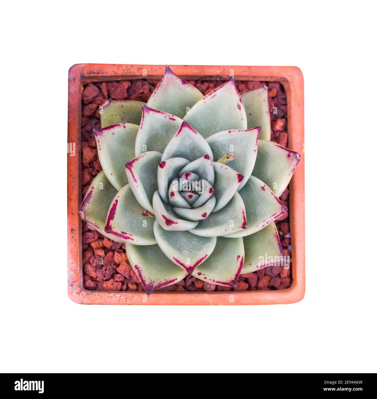Piante succulente in miniatura (cactus succulente) isolate su bianco Foto Stock