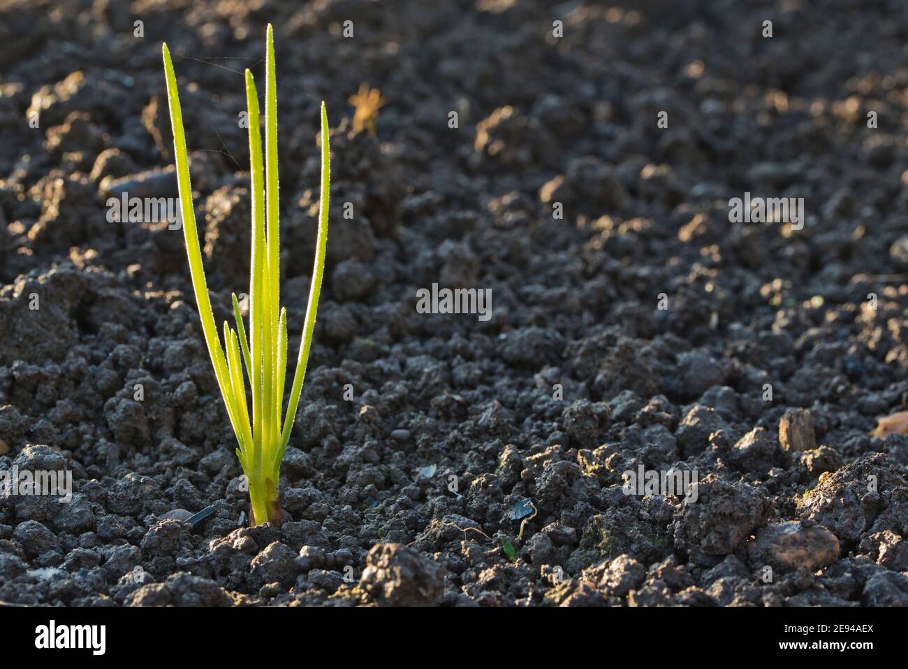 Scalogni, Jermor, bulbi piantati in autunno Foto Stock