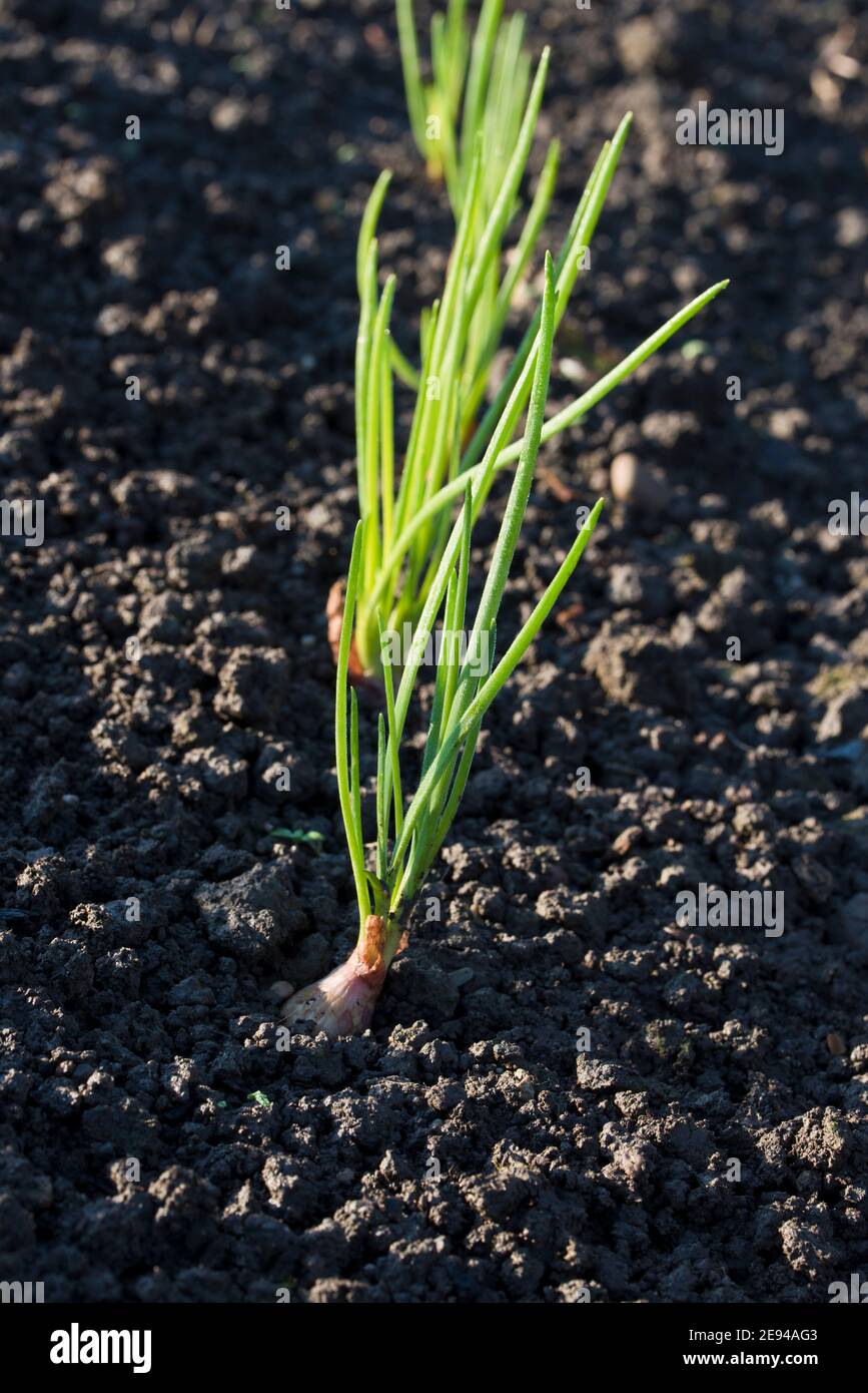 Scalogni, Jermor, bulbi piantati in autunno Foto Stock