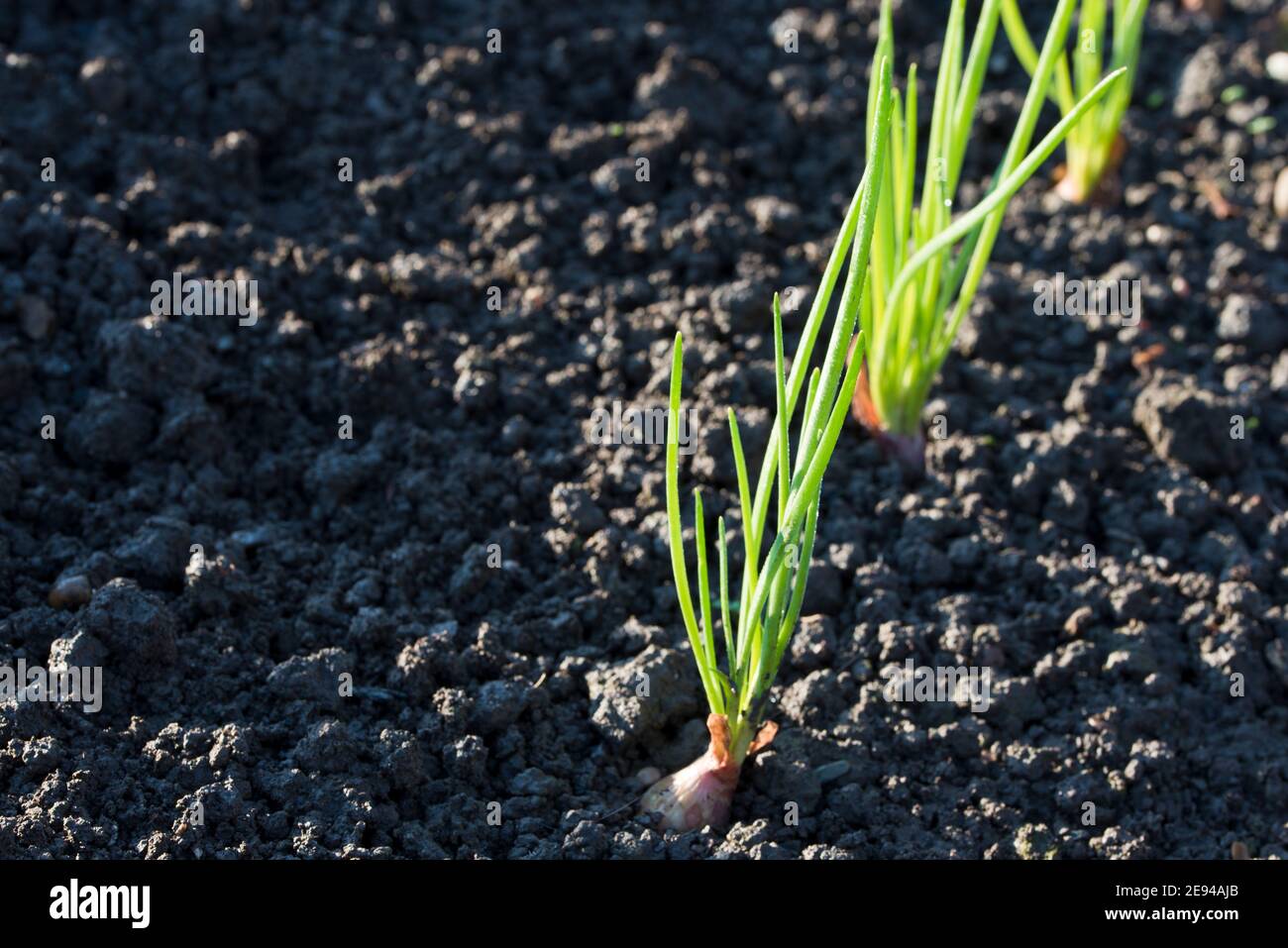 Scalogni, Jermor, bulbi piantati in autunno Foto Stock