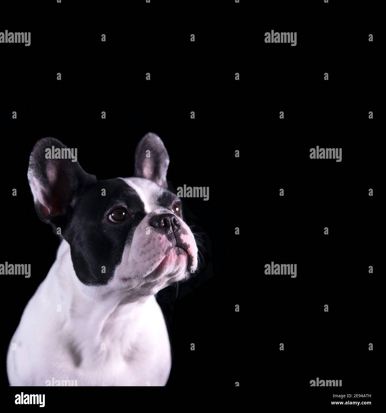 Bel giovane bulldog francese bianco e nero che si affaccia sul lato. Cane ritratto con sfondo nero Foto Stock
