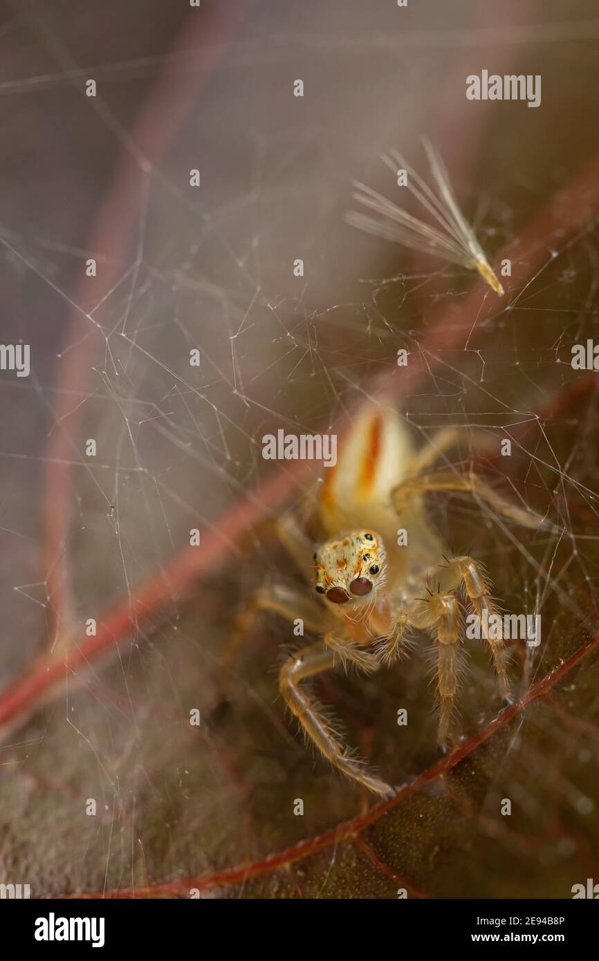 Messa a fuoco selettiva immagine macro di un ragno su cui è seduto una foglia marrone Foto Stock