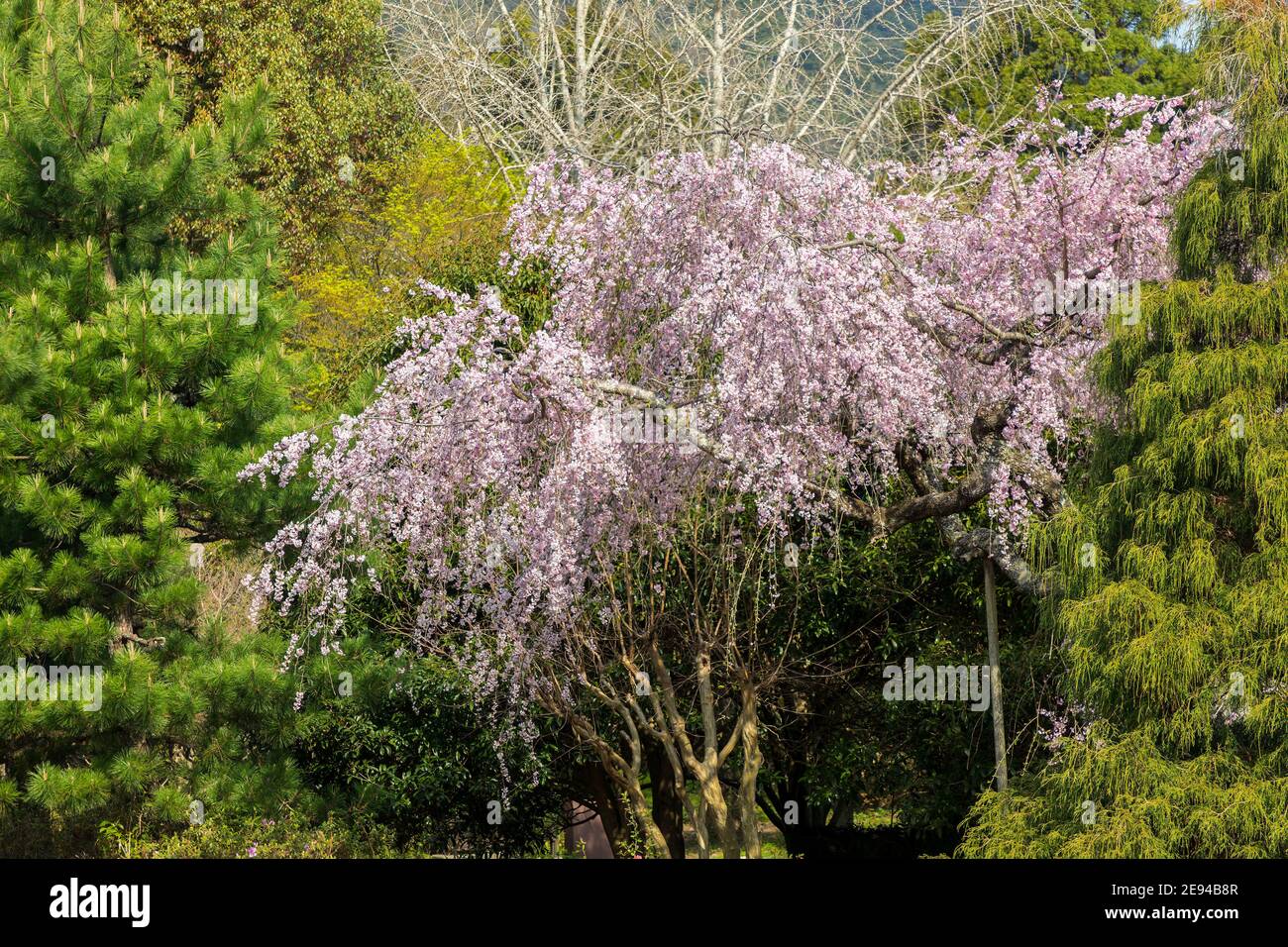Cherry blossom, Hagi, Japan Foto Stock