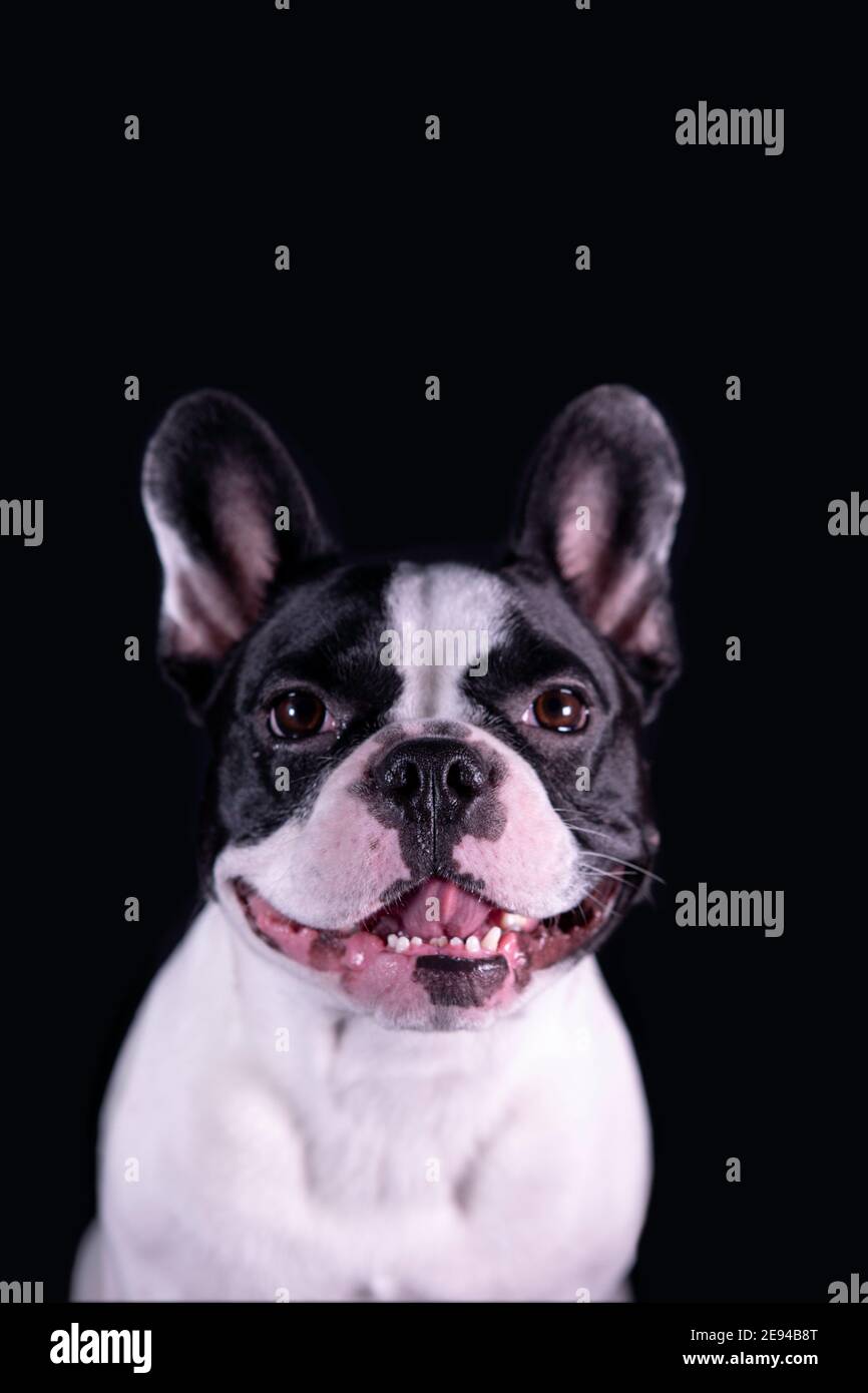 Bellissimo bulldog francese bianco e nero sorridente e in posa. Ritratto del cane Foto Stock