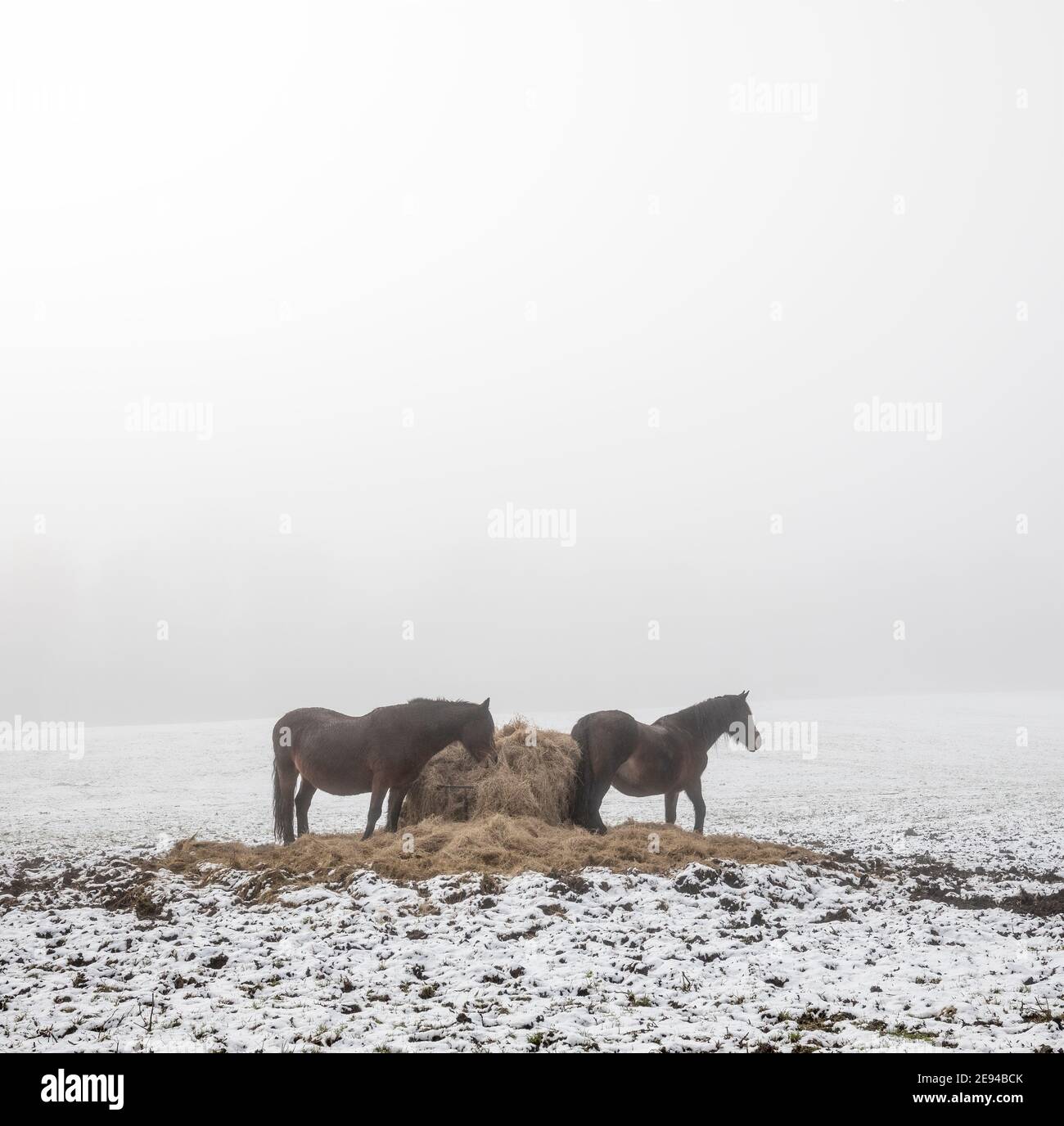 Cavalli con fieno in inverno, Llanfoist, Galles, Regno Unito Foto Stock