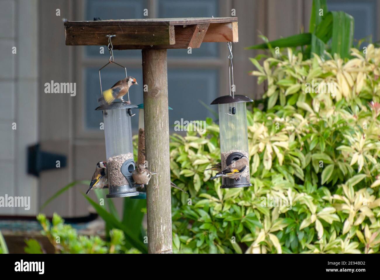 Una varietà di piccoli uccelli da giardino finches che si nutriscono sul girasole Cuori di semi numerosi quattro 4 goldfinch goldfinches carduelis carduelis uno mi chaf Foto Stock