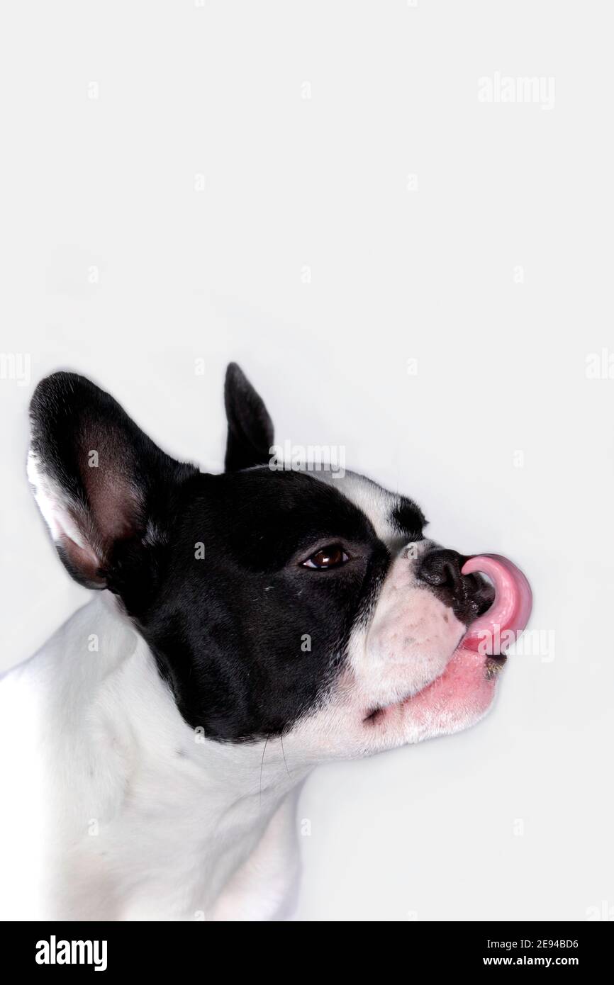 Divertente bulldog francese bianco e nero con lingua su sfondo bianco. Ritratto del cane Foto Stock