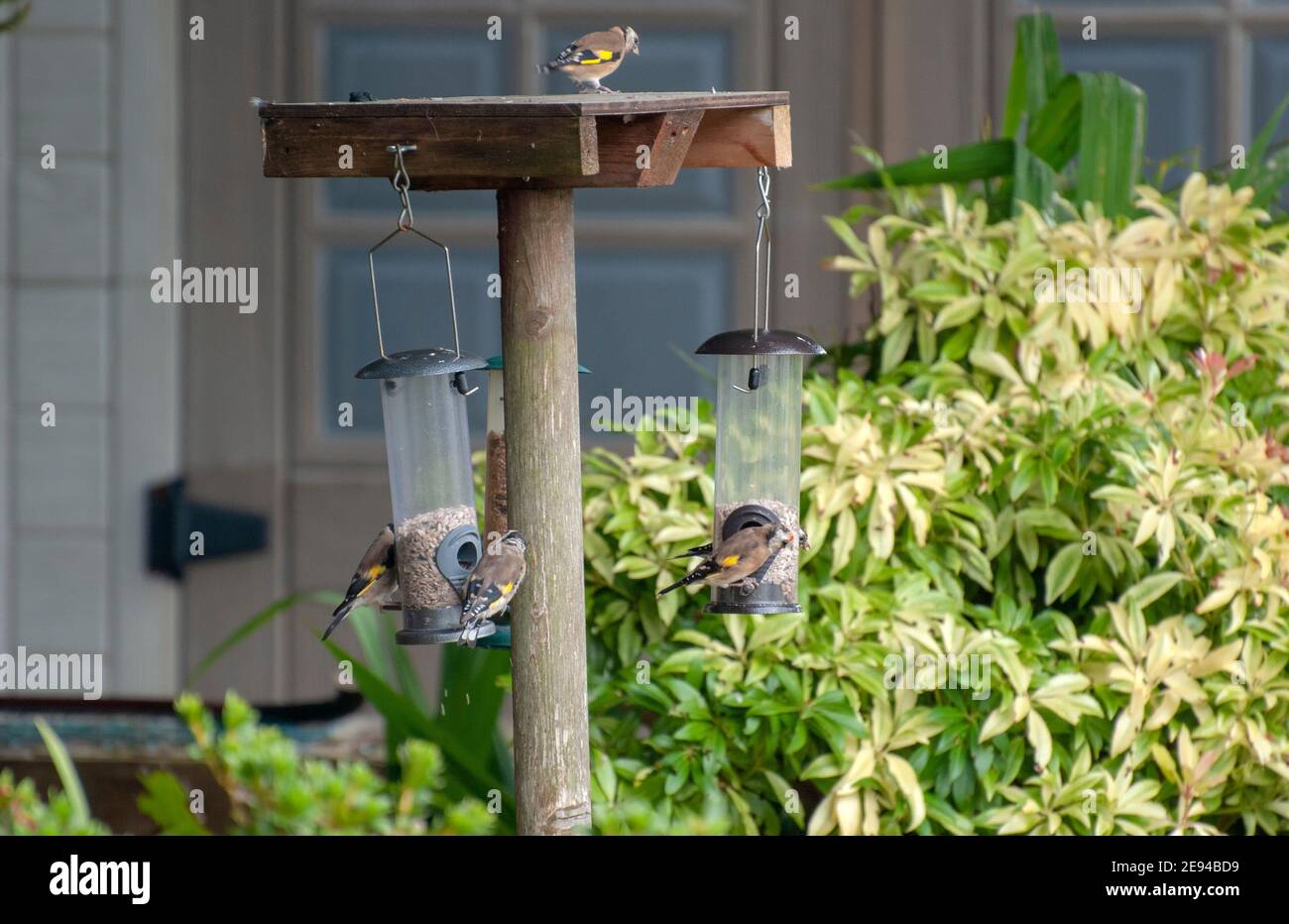 Cinque Goldfinches piccoli uccelli da giardino che si nutriscono sui cuori di semi di girasole numerosi cinque 5 goldfinch goldfinches carduelis carduelis uccello di legno ta Foto Stock
