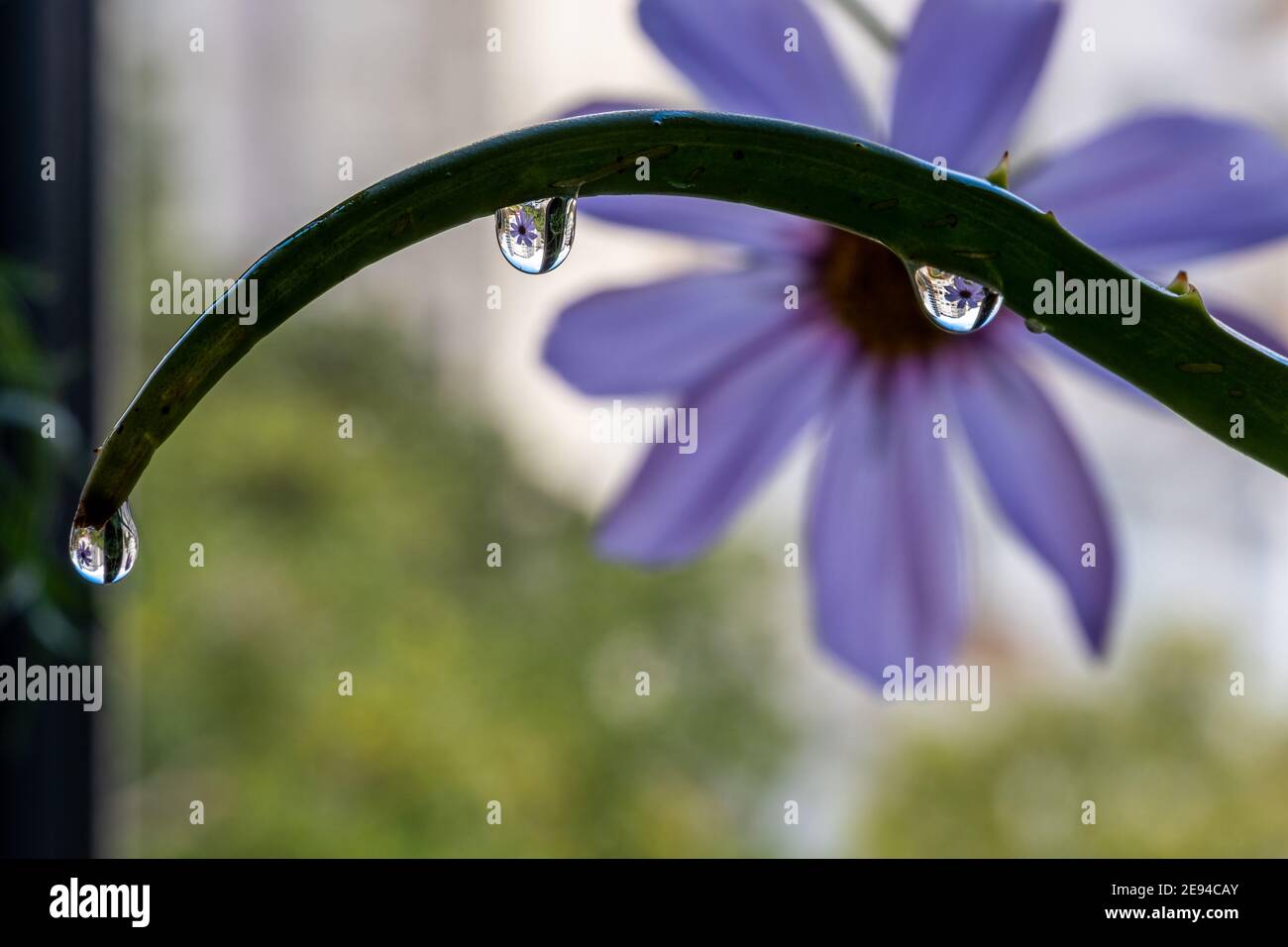 Riflesso del fiore del cosmo all'interno di gocce d'acqua Foto Stock