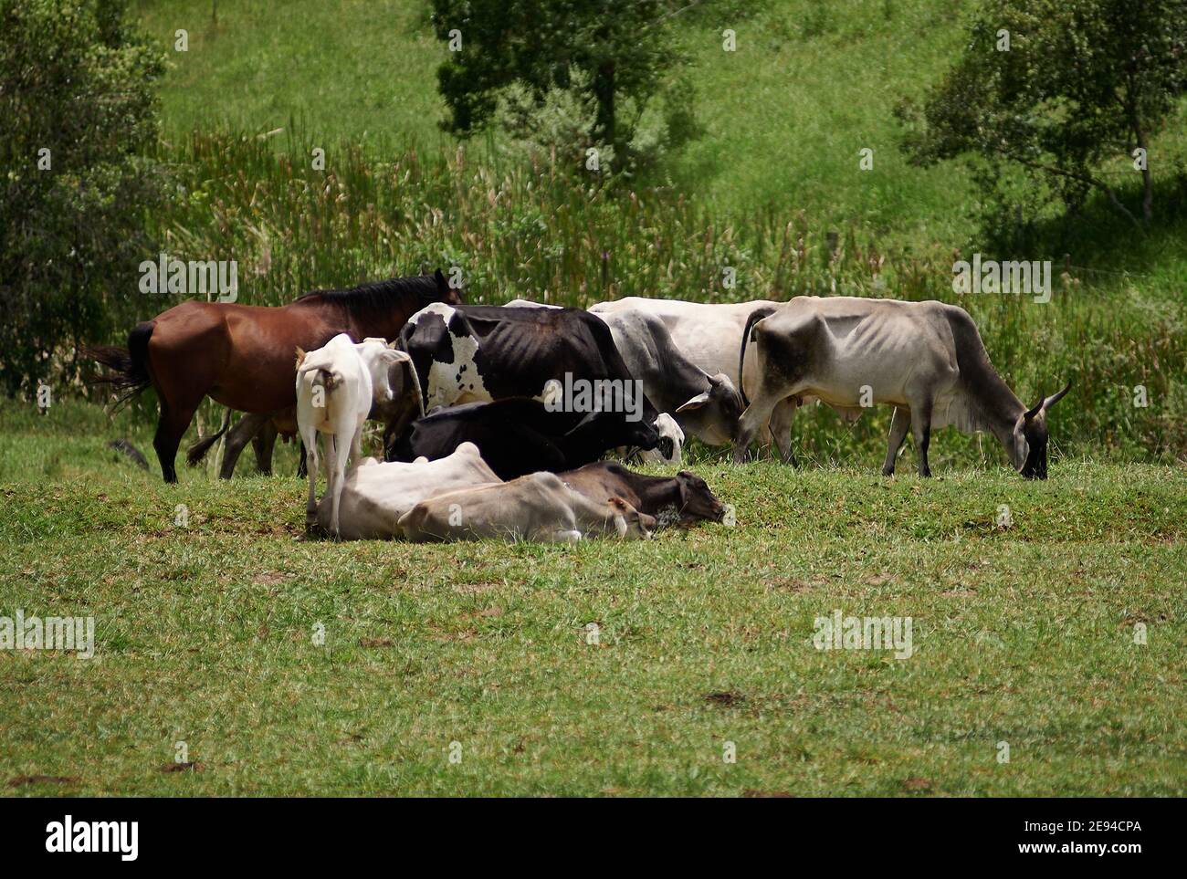 Santo Antonio da Alegria, San Paolo, Brasile. 2 Feb 2021. Gli animali pascolano e riposano sui beni zootecnici a Santo Antonio da Alegria, San Paolo, Brasile, il 02 febbraio 2021. Credit: Igor do vale/ZUMA Wire/Alamy Live News Foto Stock